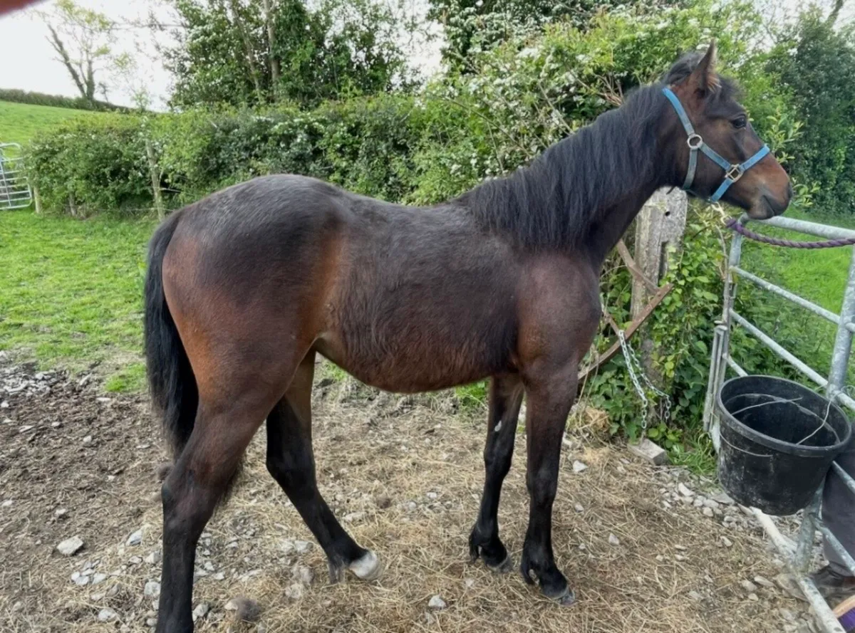 Lady Springfield, Connemara Filly yearling - Image 2