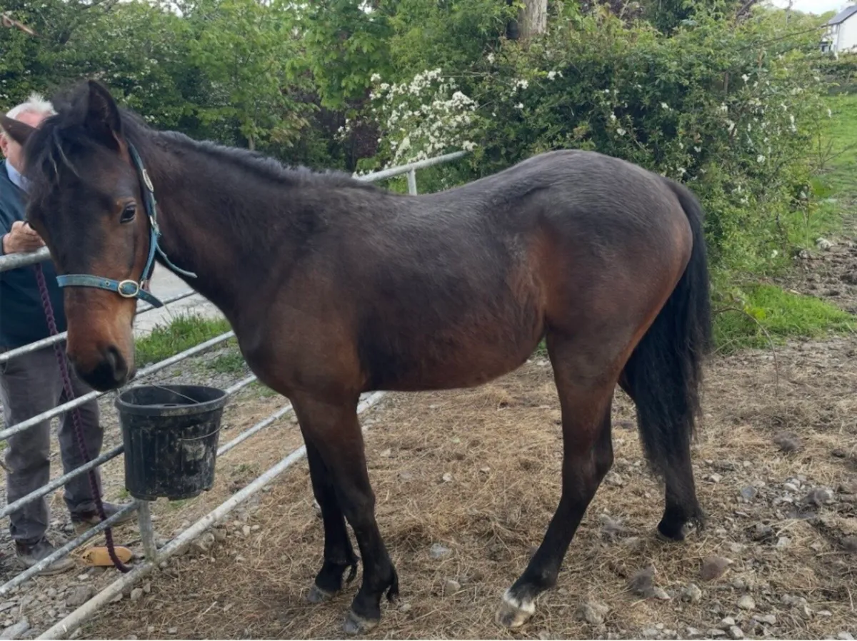 Lady Springfield, Connemara Filly yearling - Image 3
