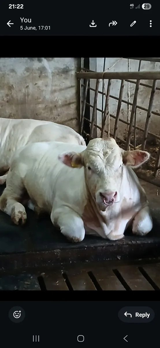 PB CHAROLAIS BULL - Image 4