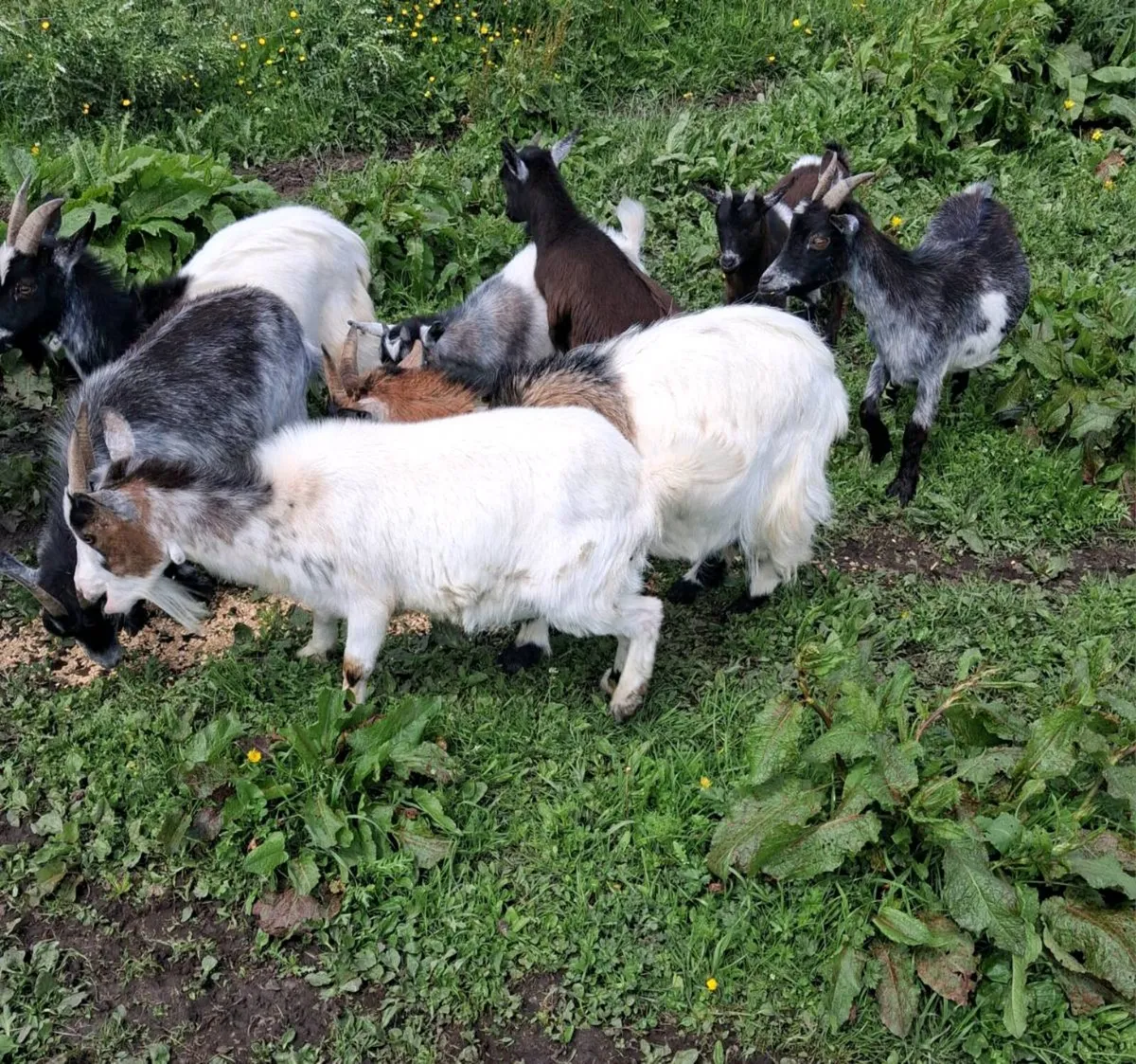 Females pygmy Goats - Image 1