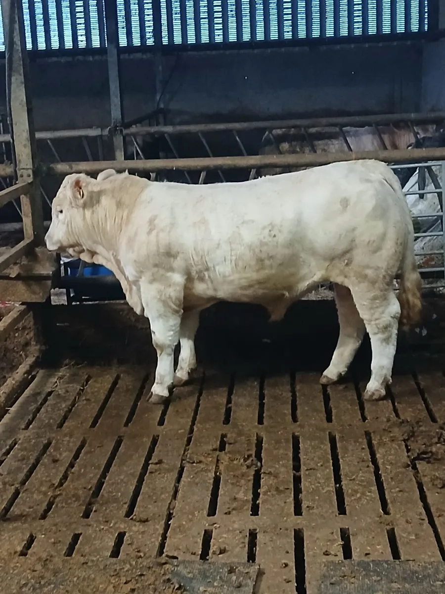 PB CHAROLAIS BULL - Image 1