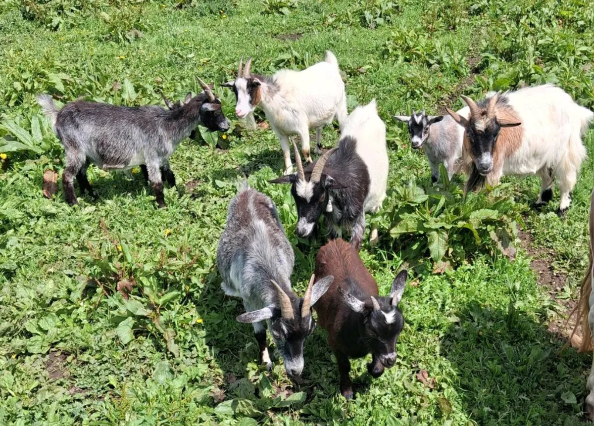 Females pygmy Goats - Image 2