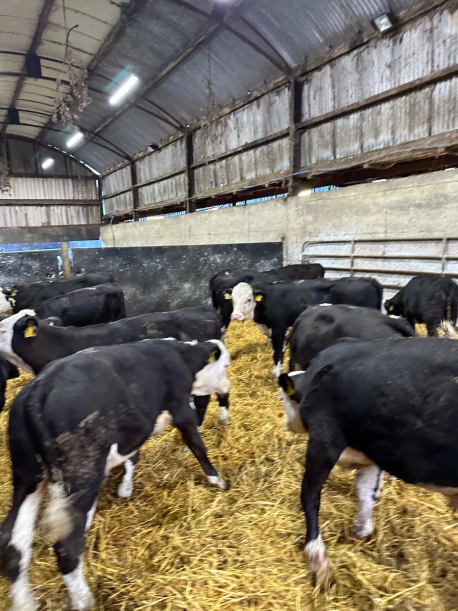 Hereford and Angus bulls - Image 4