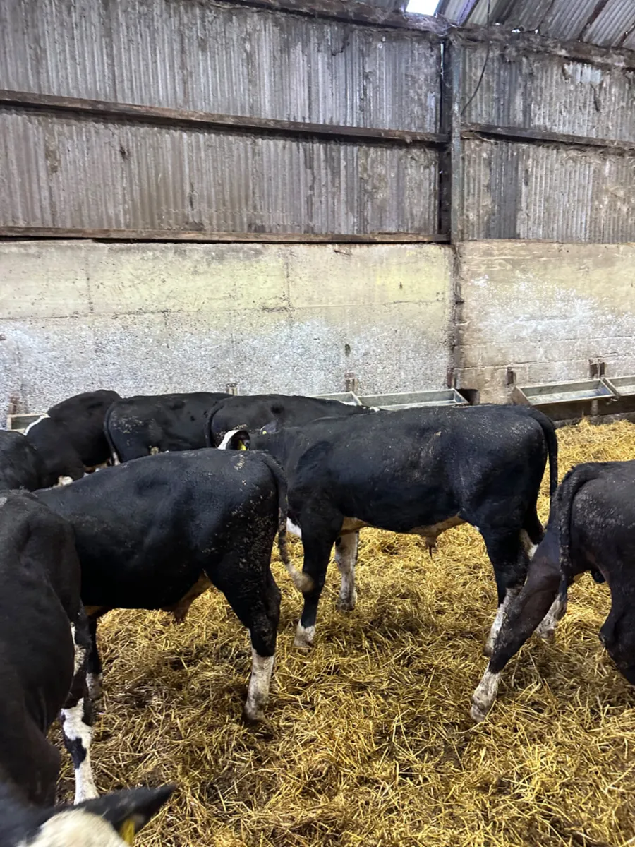 Hereford and Angus bulls - Image 2