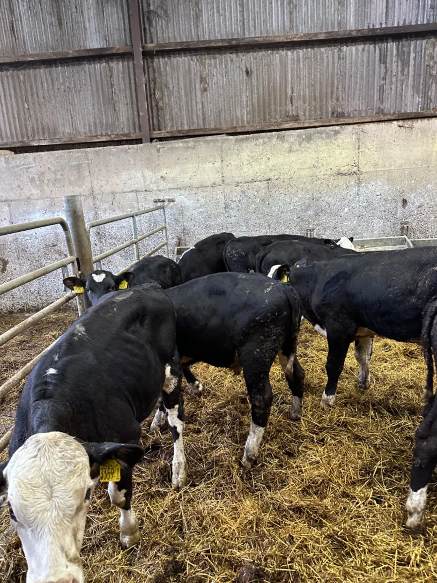 Hereford and Angus bulls - Image 1