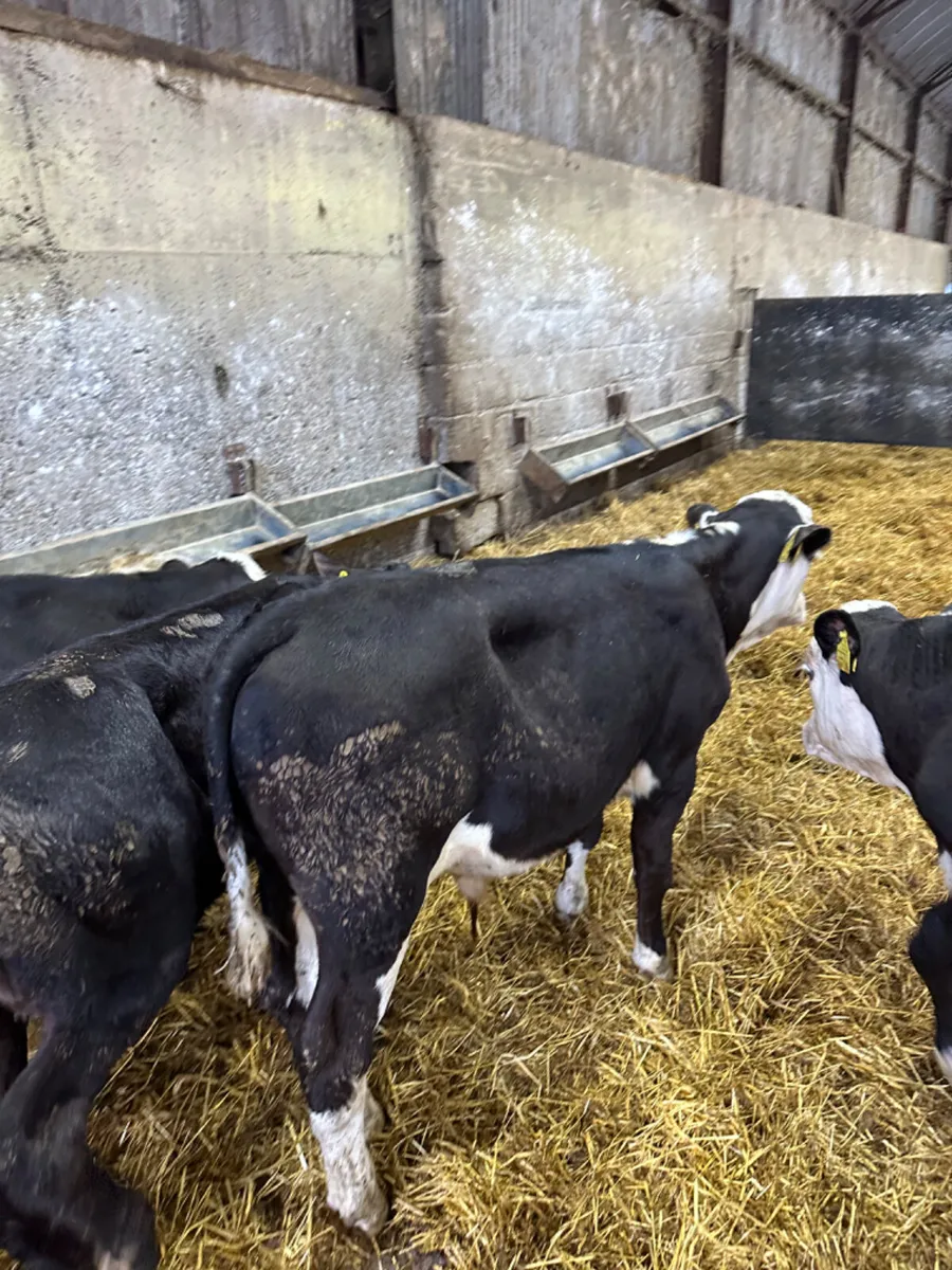 Hereford and Angus bulls - Image 3