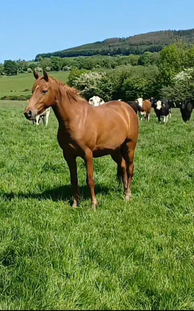 Sport Competition Prospect 15hh - Image 1