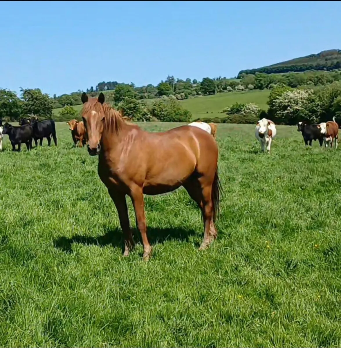 Sport Competition Prospect 15hh - Image 2