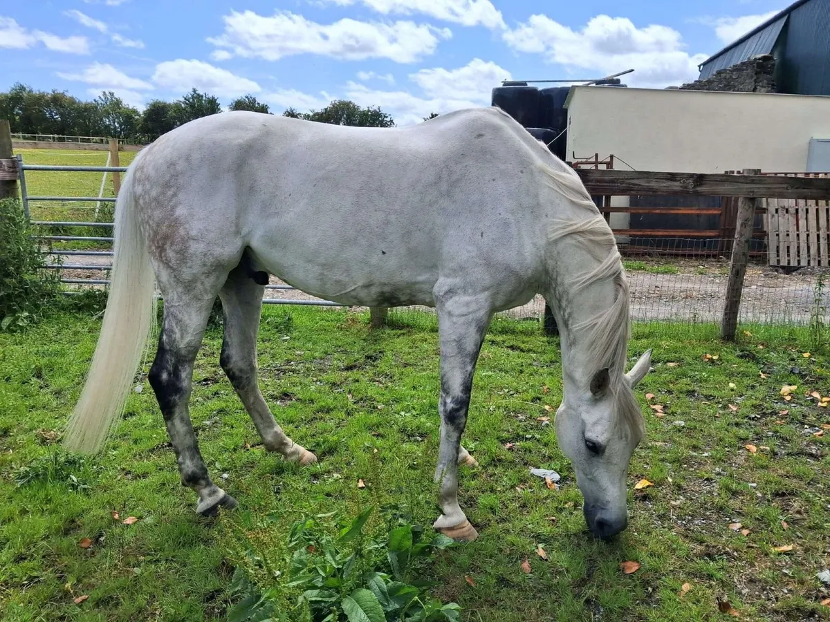 17.1 Arabian Sport Horse Mix - Image 2