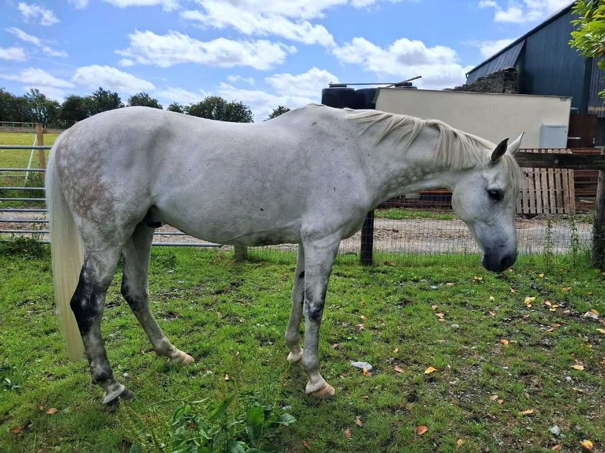17.1 Arabian Sport Horse Mix - Image 3