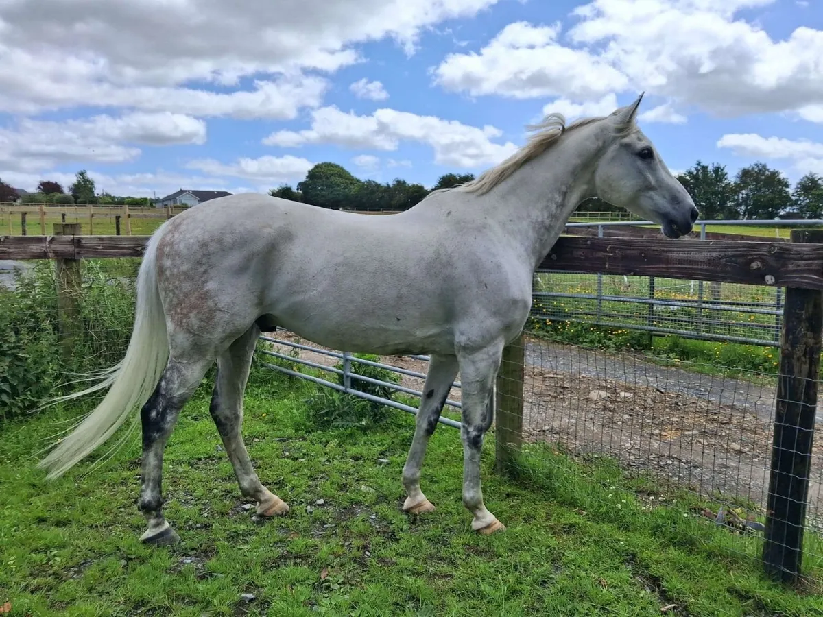 17.1 Arabian Sport Horse Mix - Image 1