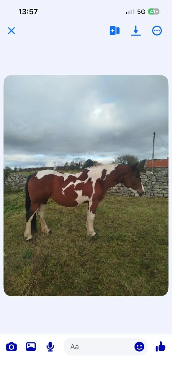 6yr old coloured mare - Image 1