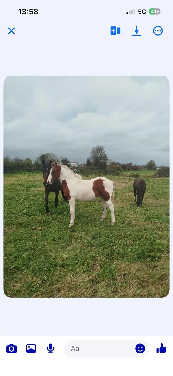 6yr old coloured mare - Image 2