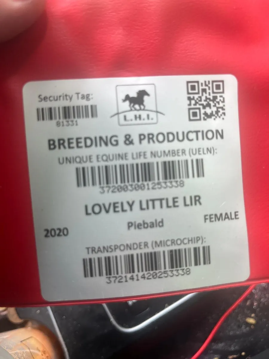 6yr old coloured mare - Image 4