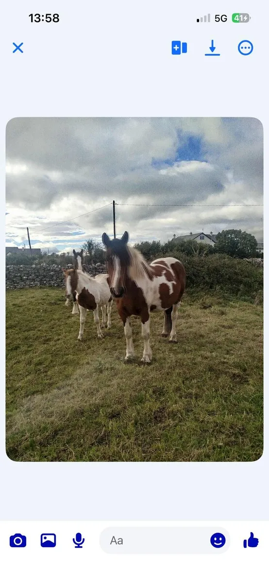 6yr old coloured mare - Image 3