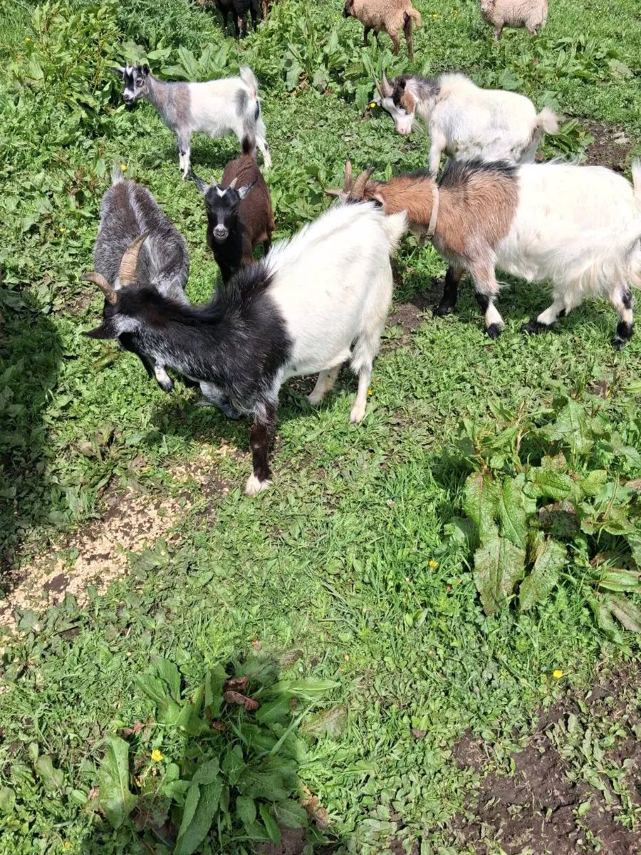 Females pygmy Goats - Image 3
