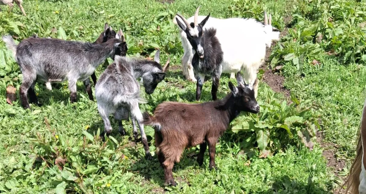 Females pygmy Goats - Image 4