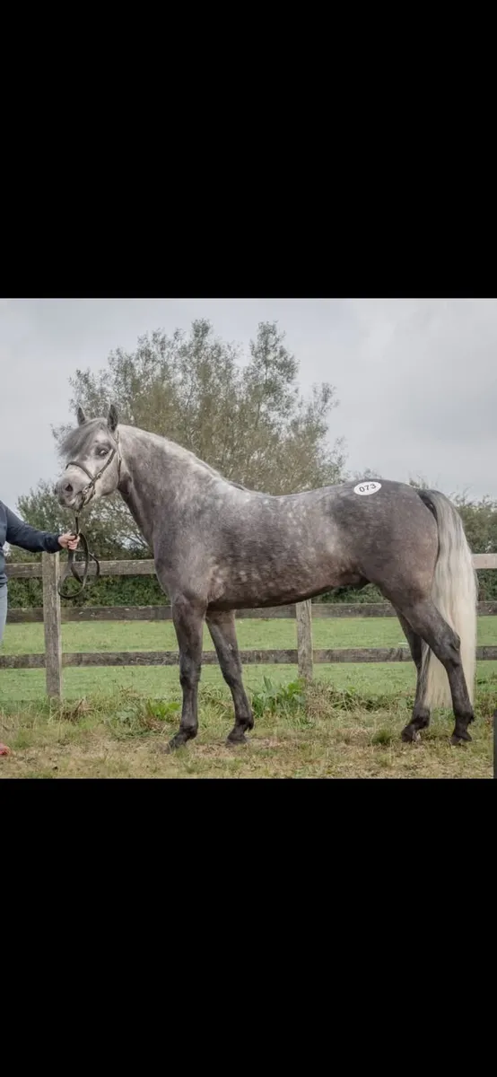 6yo connemara stallion - Image 1