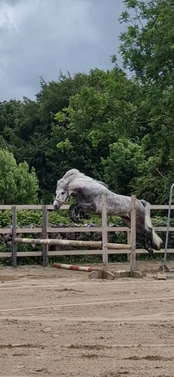 6yo connemara stallion - Image 2