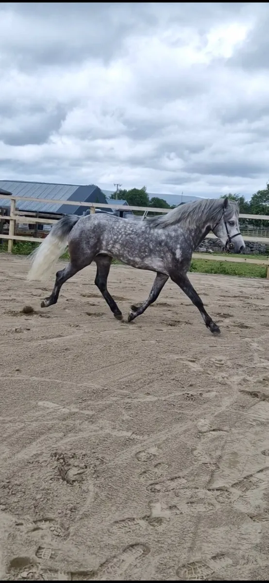 6yo connemara stallion - Image 3