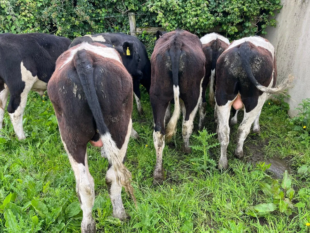 Fresian bullocks - Image 2
