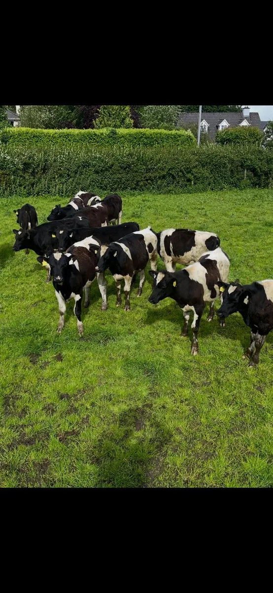 Fresian bullocks - Image 3