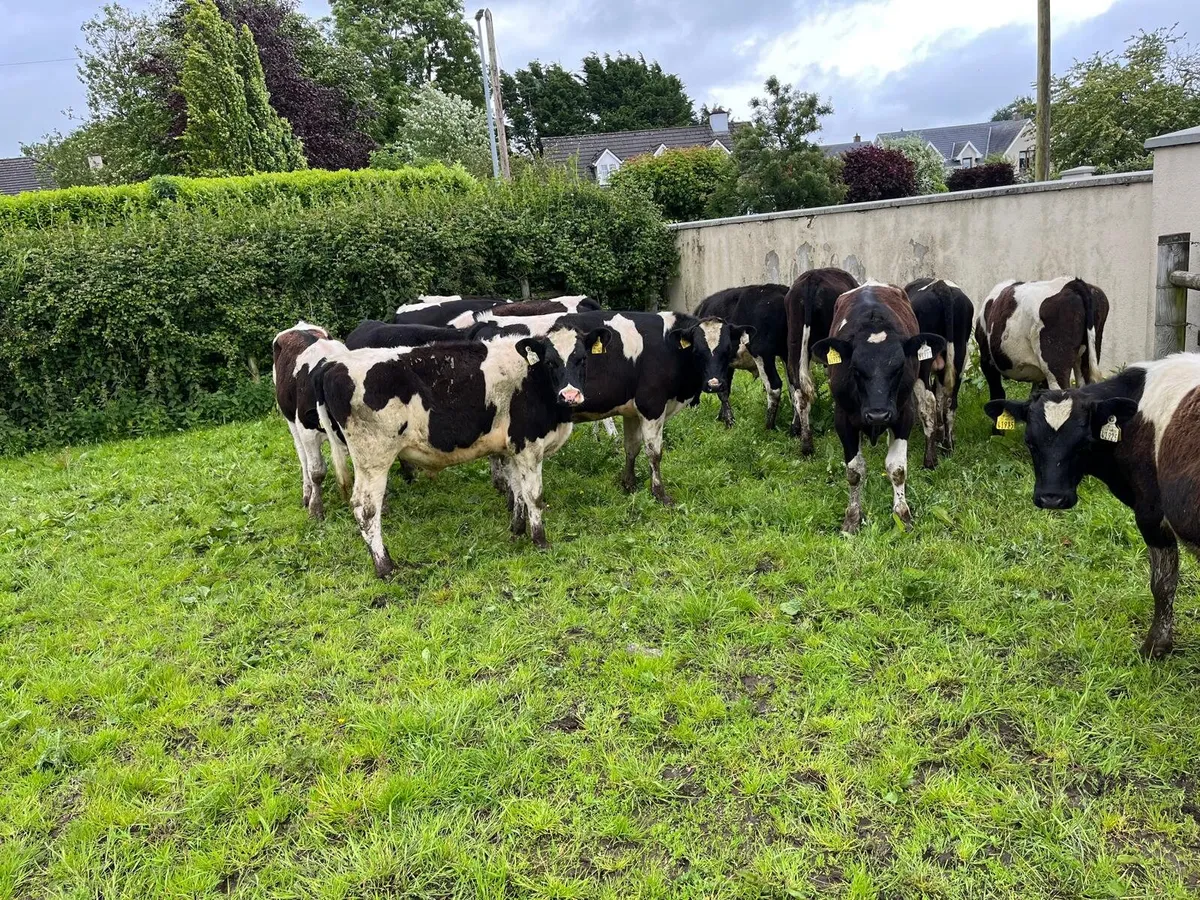 Fresian bullocks - Image 4