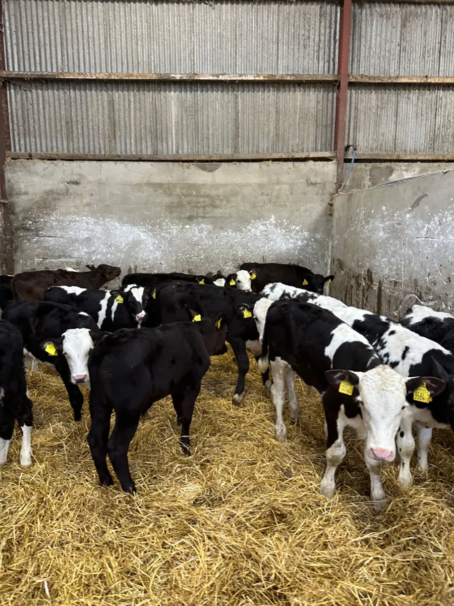 Reared bulls - Image 4