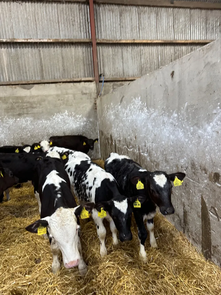 Reared bulls - Image 2