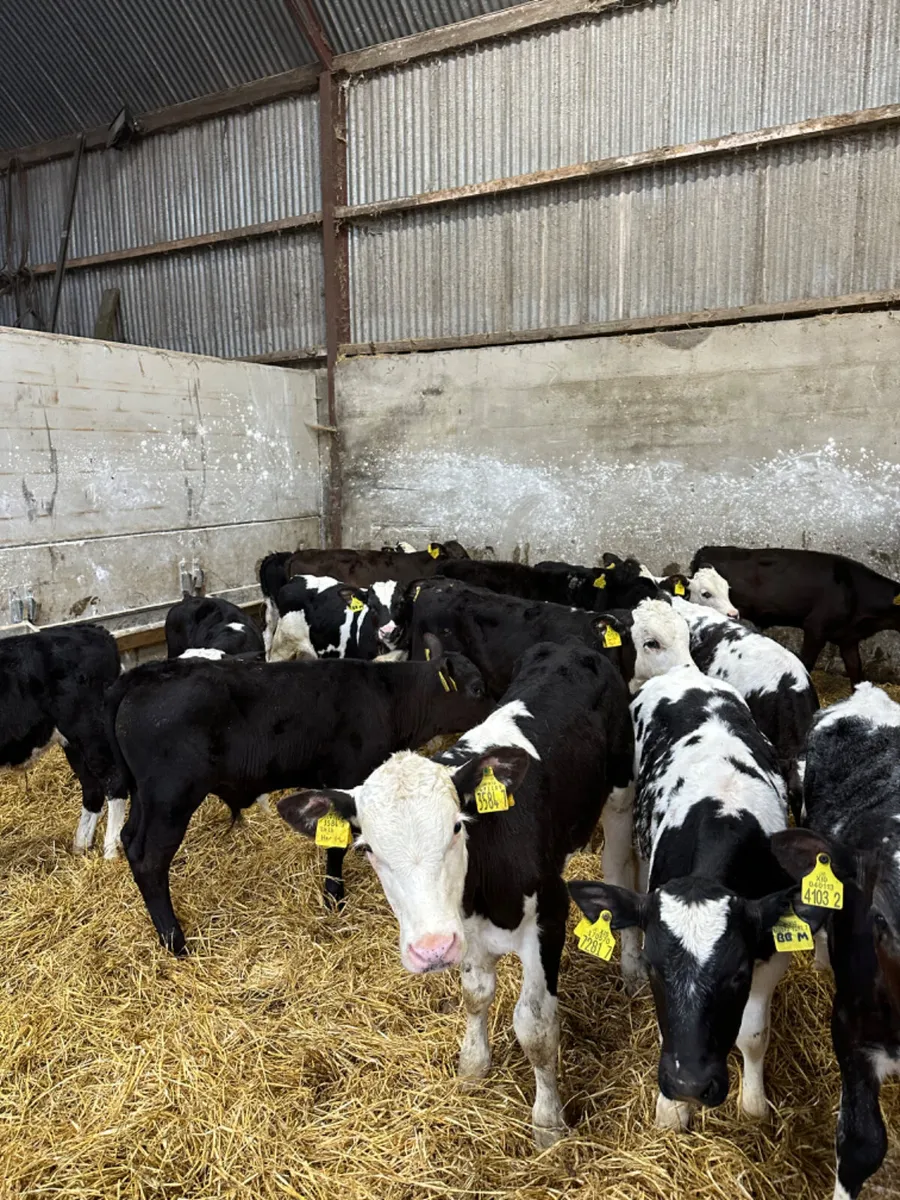 Reared bulls - Image 3