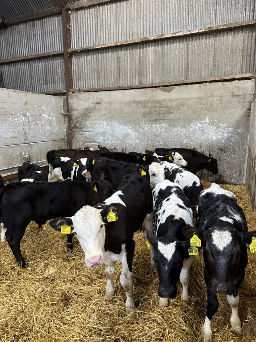 Reared bulls - Image 1