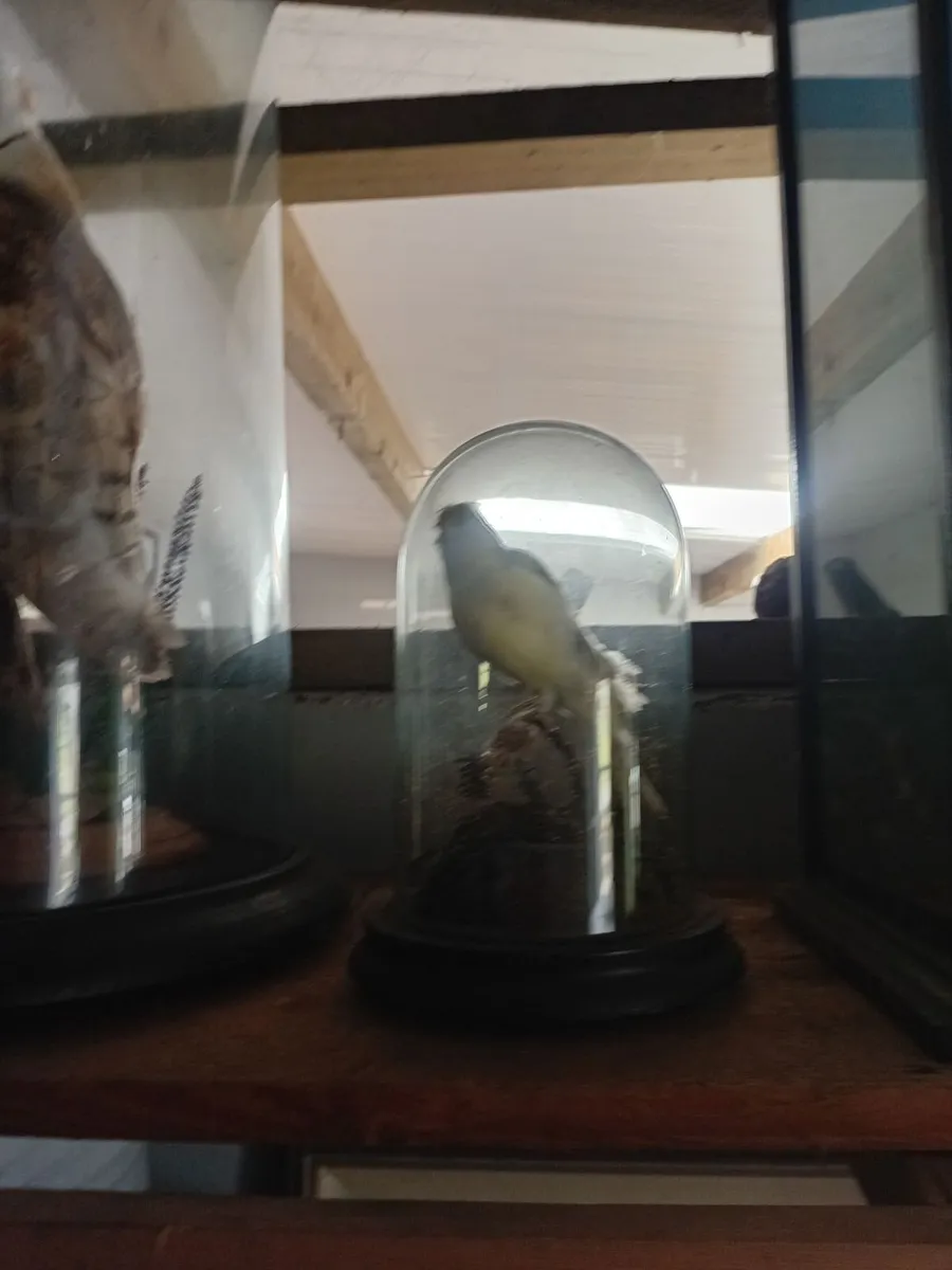 Glass case, display pheasant, display hawk, barn o - Image 1