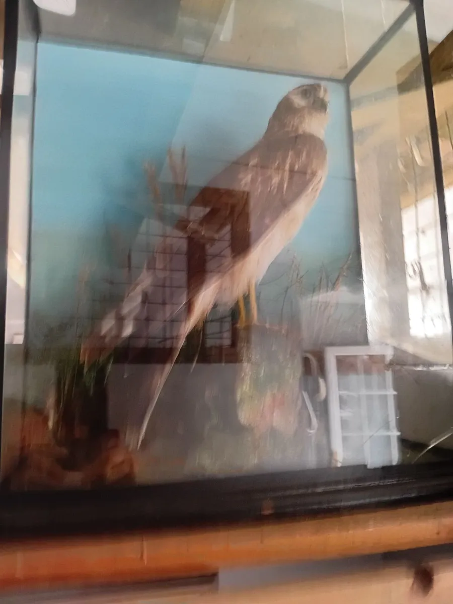 Glass case, display pheasant, display hawk, barn o - Image 2