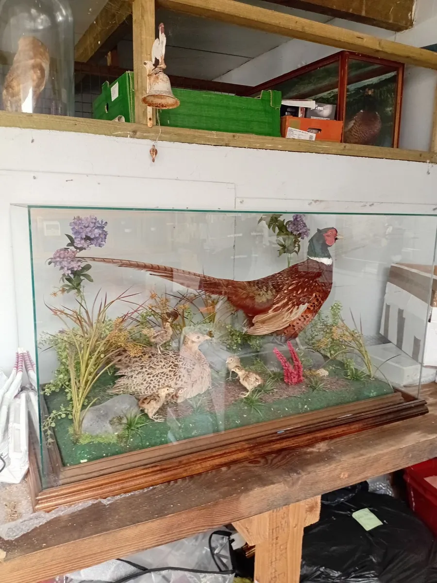 Glass case, display pheasant, display hawk, barn o - Image 3
