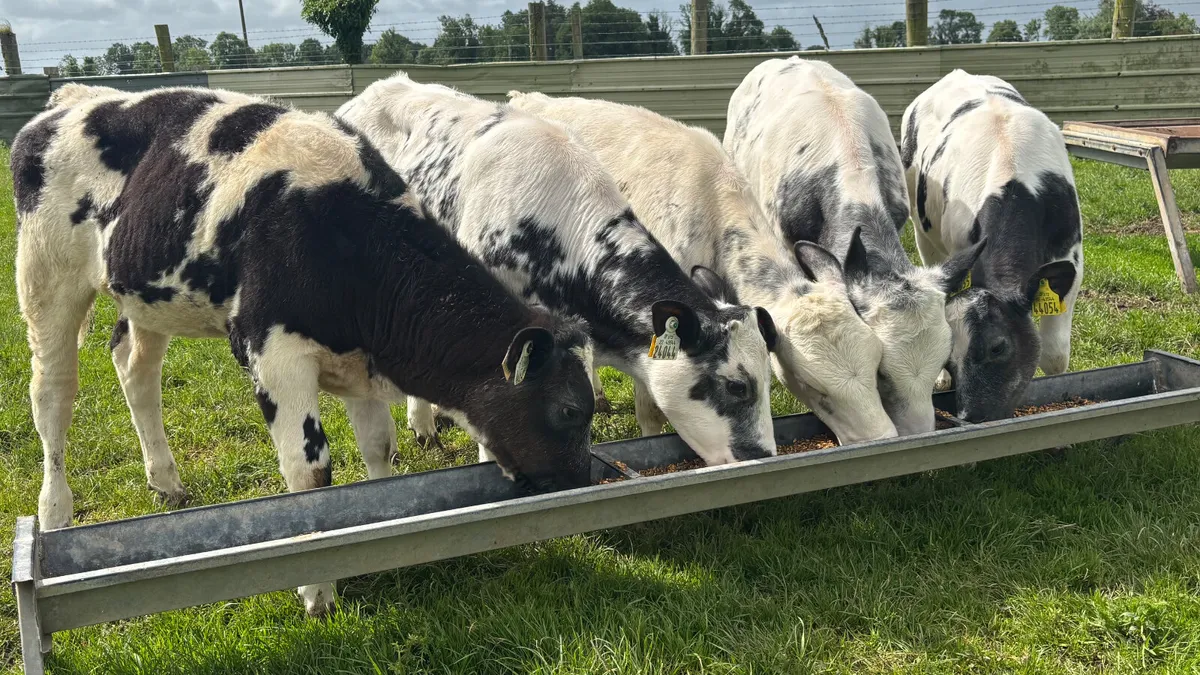 ⭐️ 5 Super Belgian Blue Heifer Runners ⭐️ - Image 1