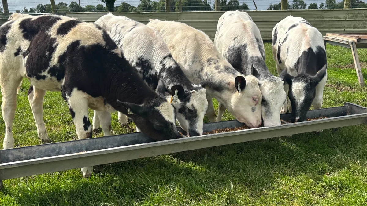 ⭐️ 5 Super Belgian Blue Heifer Runners ⭐️ - Image 3