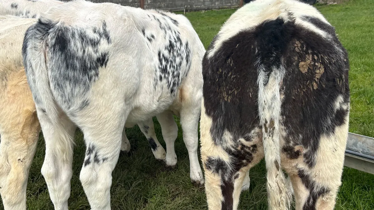 ⭐️ 5 Super Belgian Blue Heifer Runners ⭐️ - Image 4