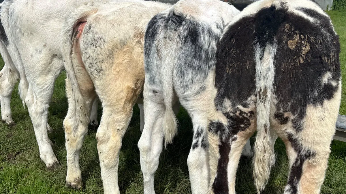 ⭐️ 5 Super Belgian Blue Heifer Runners ⭐️ - Image 2