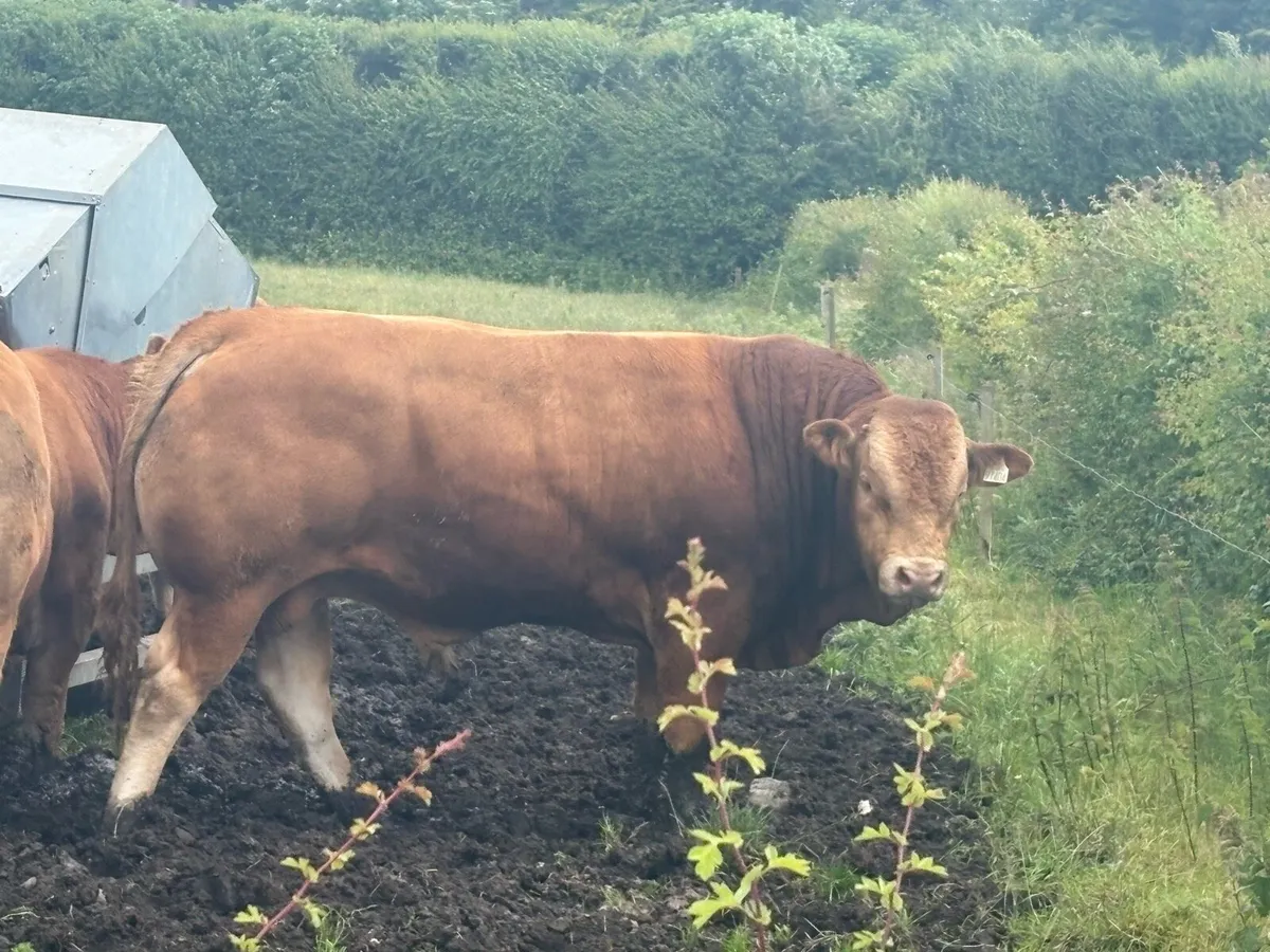 Pedigree Limousin 5* Bulls - Image 1