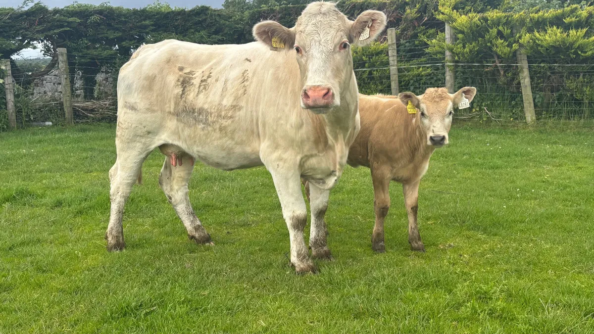 ⭐️ Super Quality Cow And Calf ⭐️ - Image 3