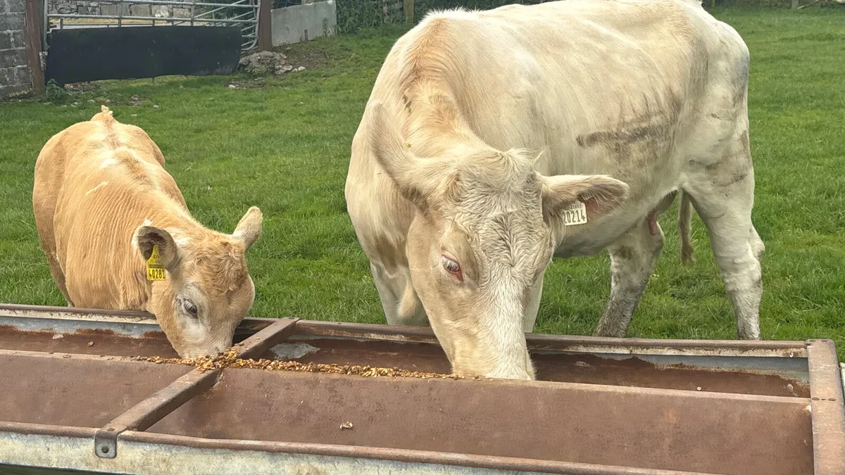 ⭐️ Super Quality Cow And Calf ⭐️ - Image 2