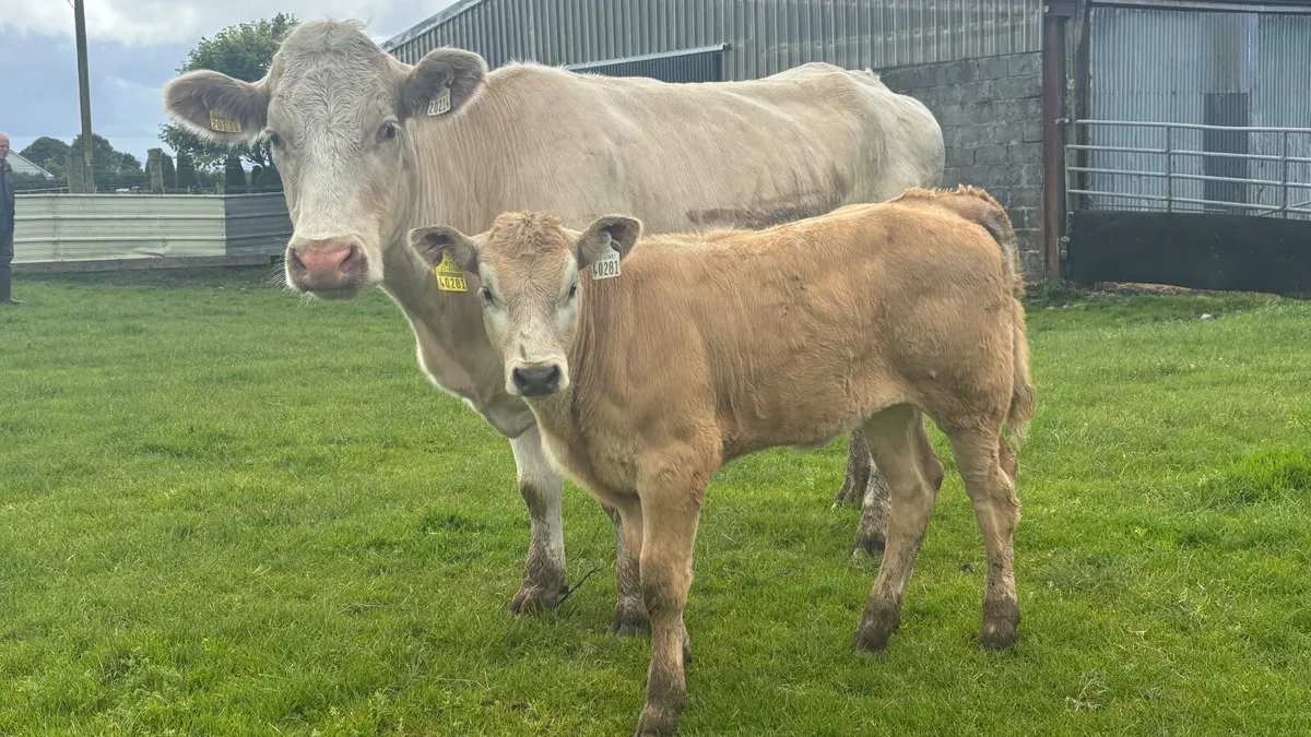 ⭐️ Super Quality Cow And Calf ⭐️ - Image 1
