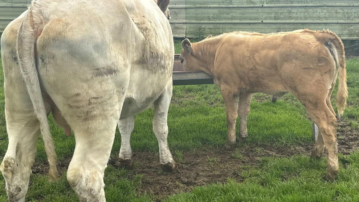⭐️ Super Quality Cow And Calf ⭐️ - Image 4