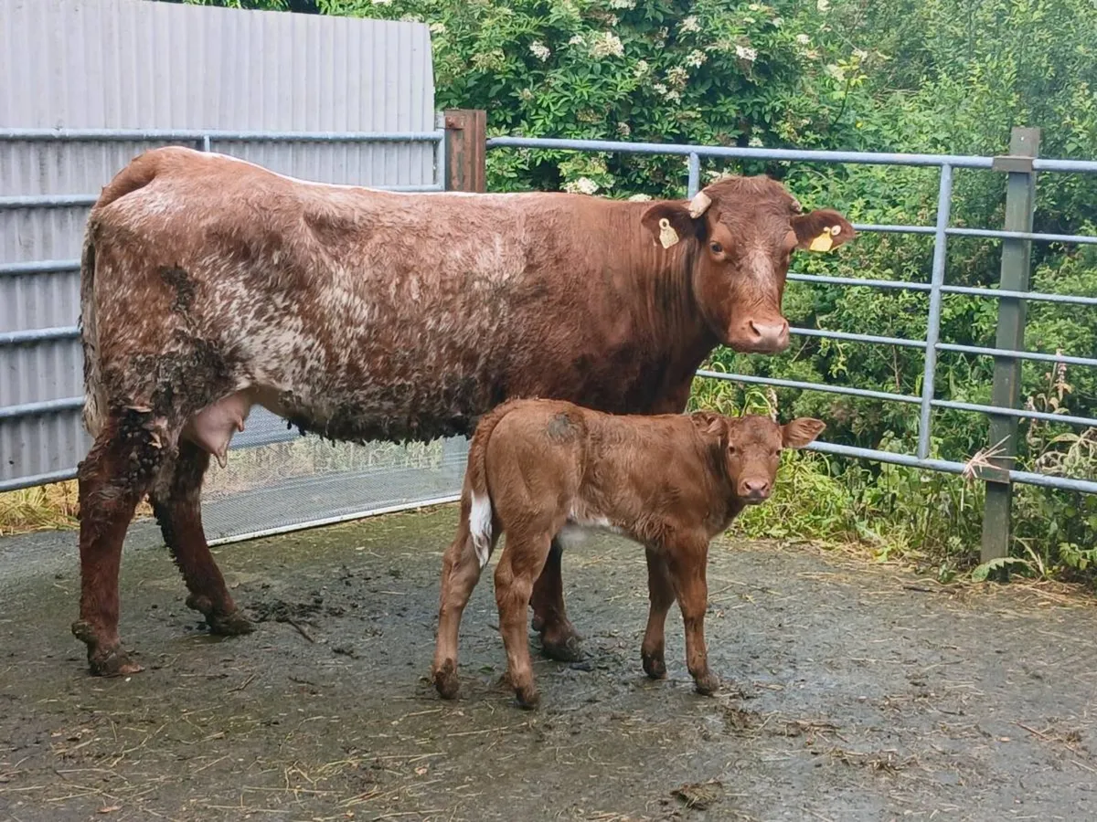 SUPER RONE HEIFER 5 🌟🌟🌟🌟🌟 with a SUPER BULL C - Image 3