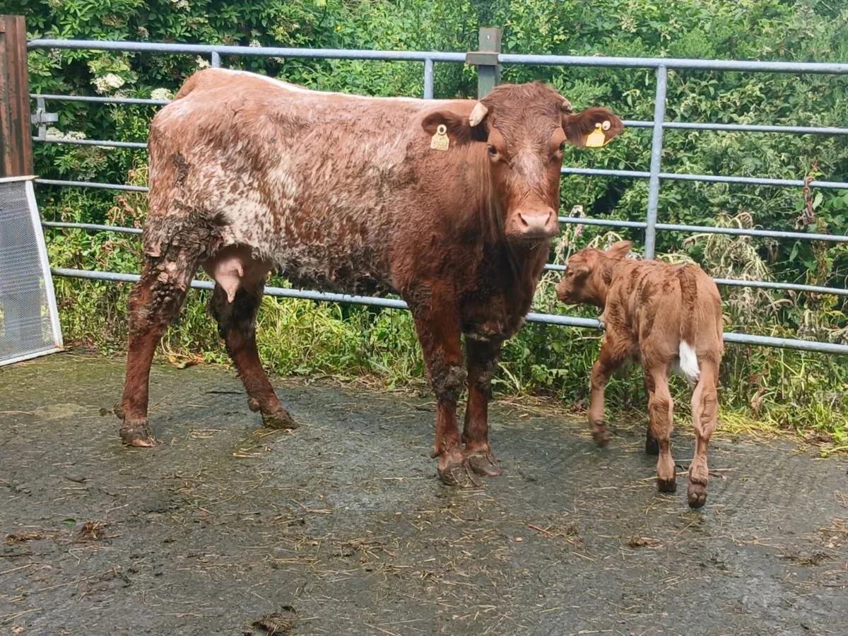 SUPER RONE HEIFER 5 🌟🌟🌟🌟🌟 with a SUPER BULL C - Image 4