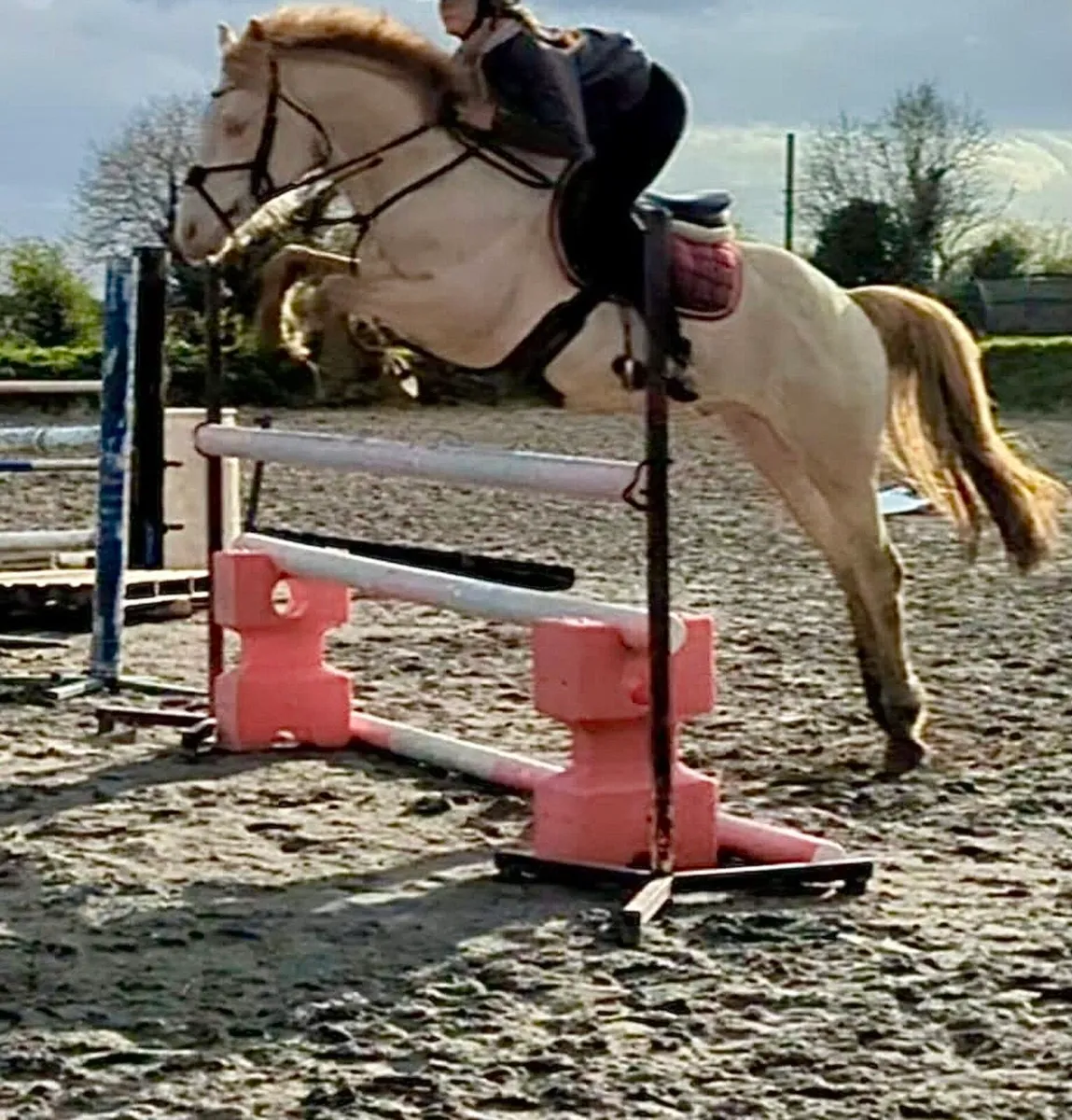Stallion at stud - Image 2
