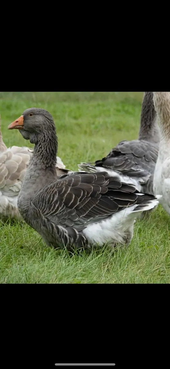 Dewlap toulouse ,muscovys etc - Image 1