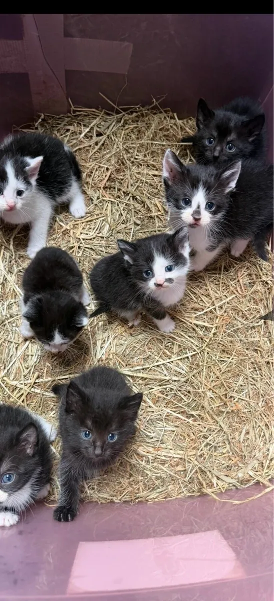 Kittens - Image 1