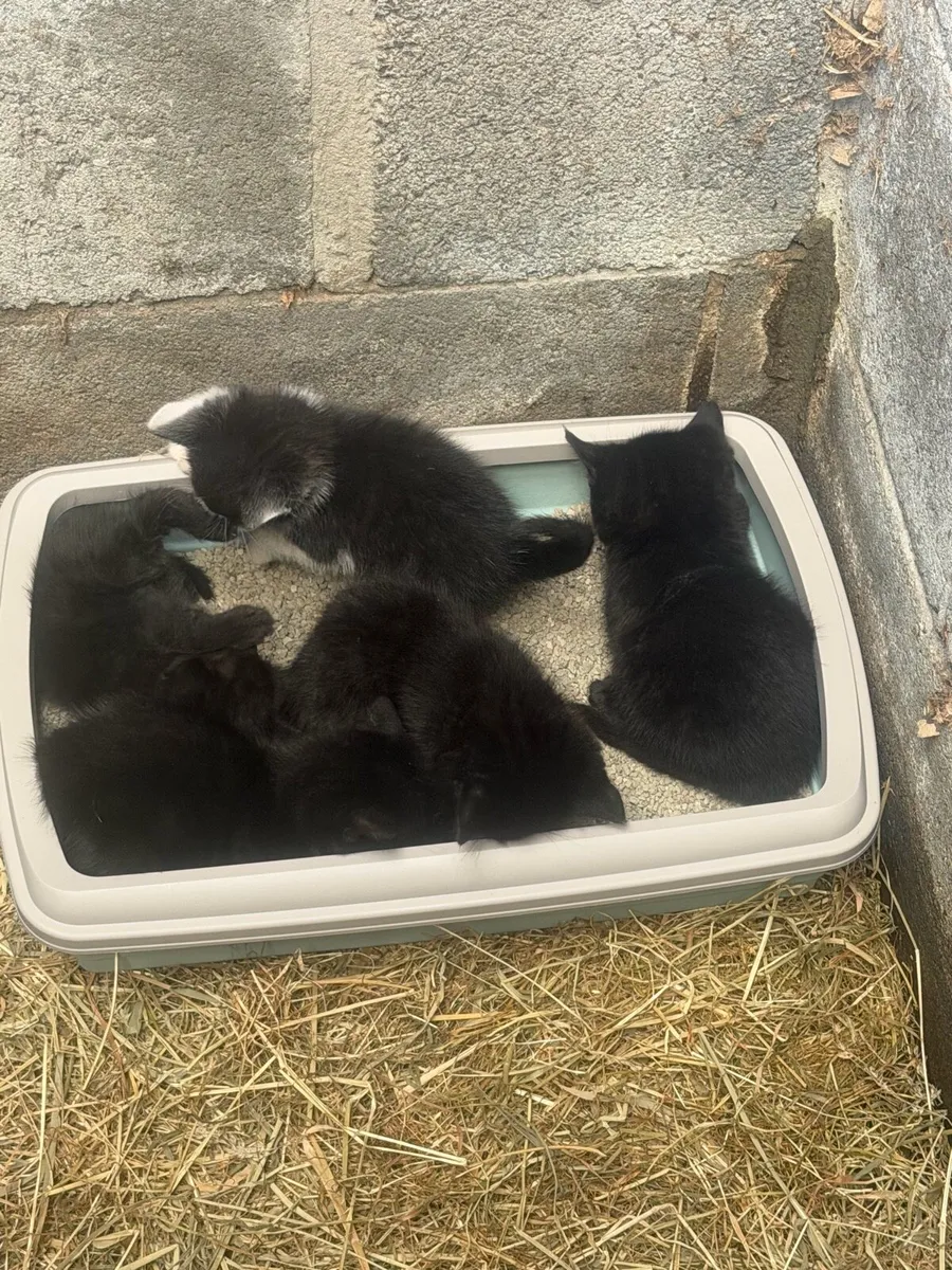 Kittens - Image 3