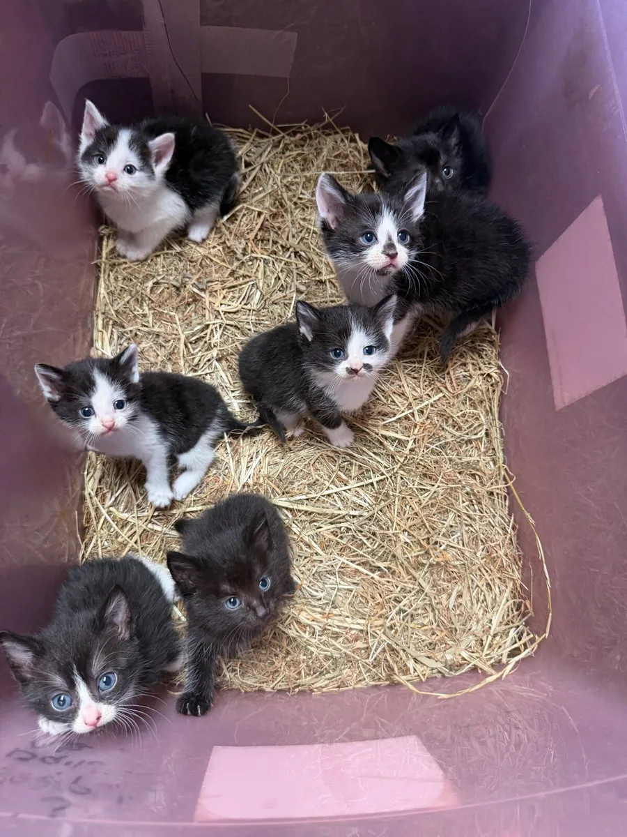 Kittens - Image 4